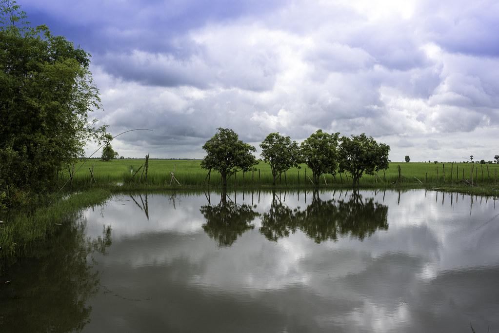 Prepare Your Pond for Plant Consumption