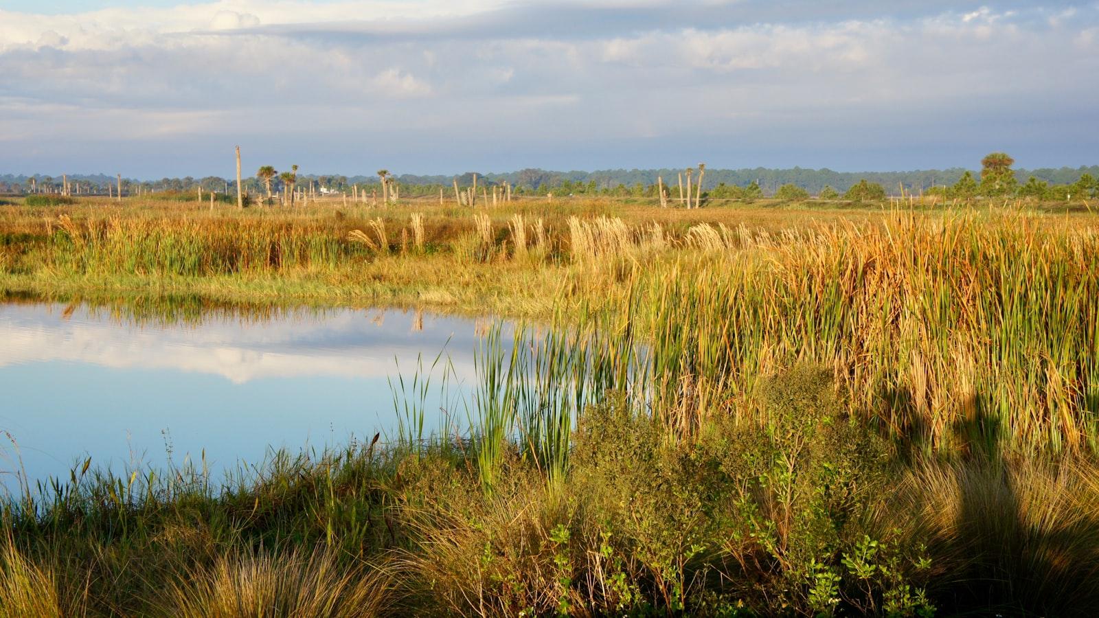 Exploring the Potential Benefits of Utilizing Wetlands for Carbon Capture