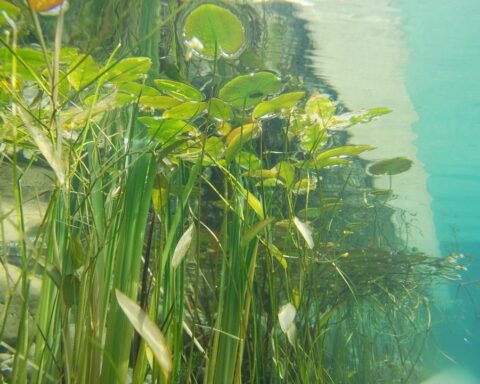 Get Ready to Eat Pond Plants