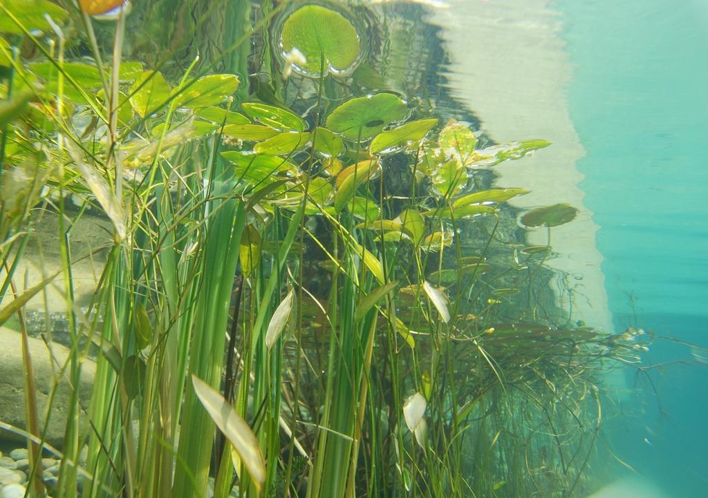 Get Ready to Eat Pond Plants